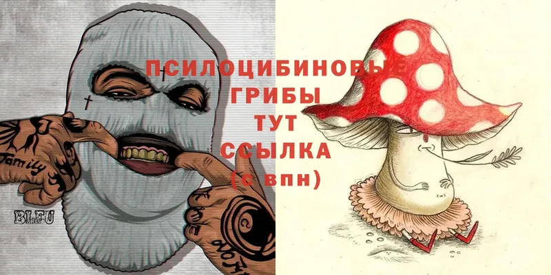 Псилоцибиновые грибы Cubensis  Майский 